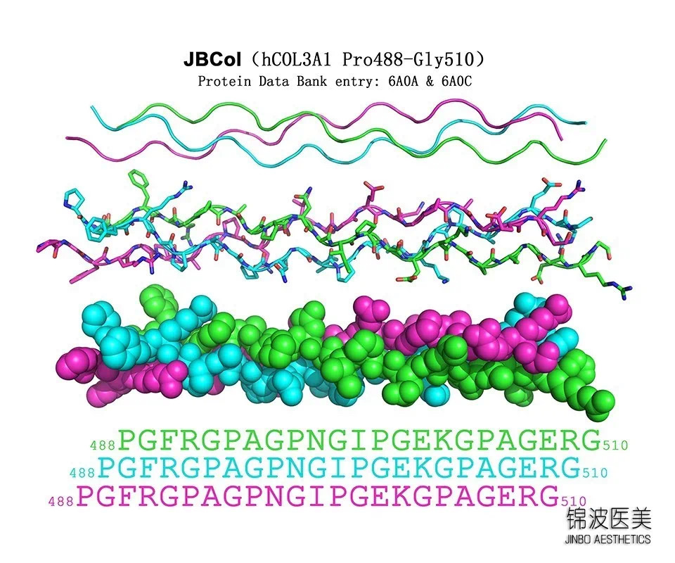 锦波Ⅲ型胶原蛋白三螺旋结构